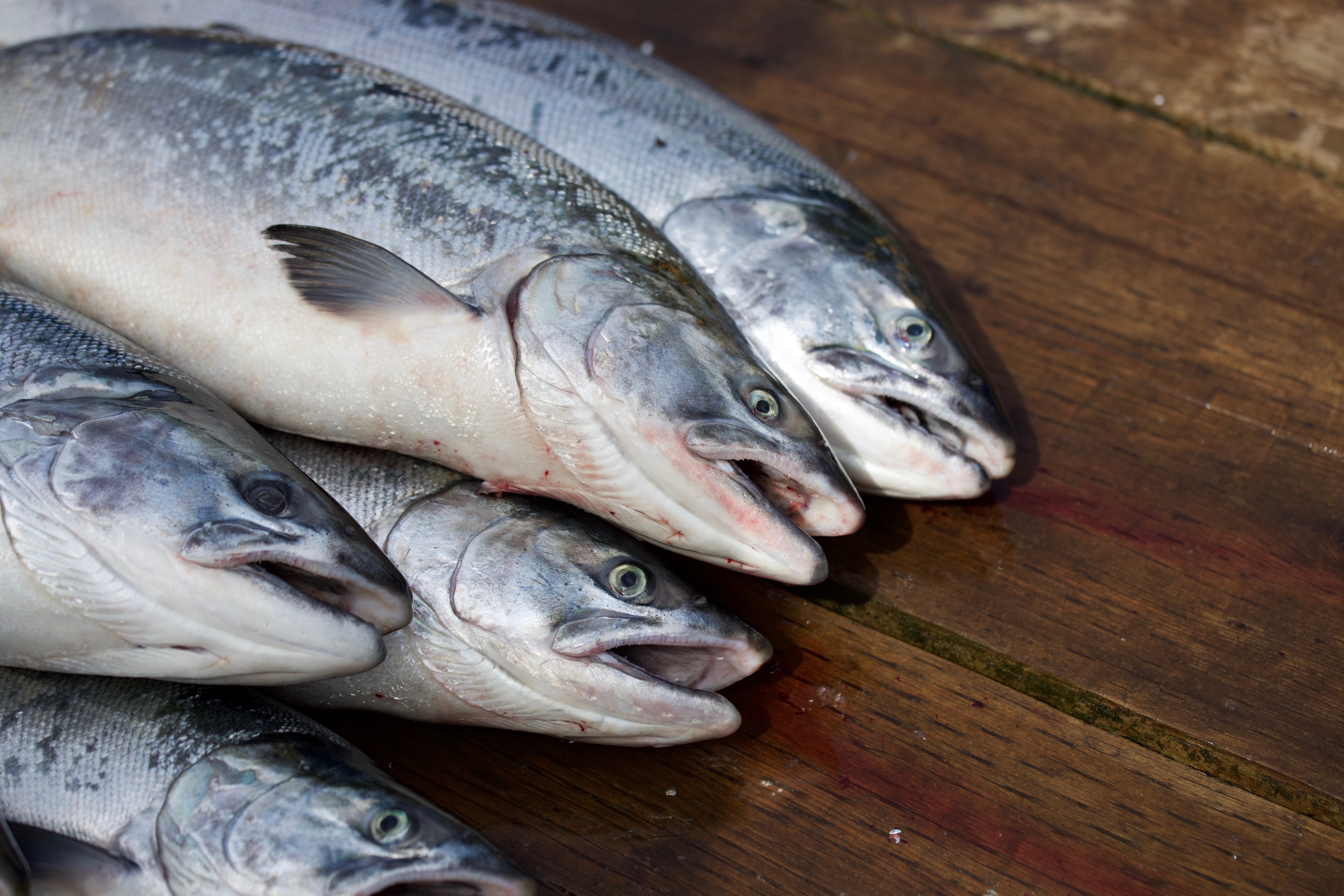 Fresh salmon